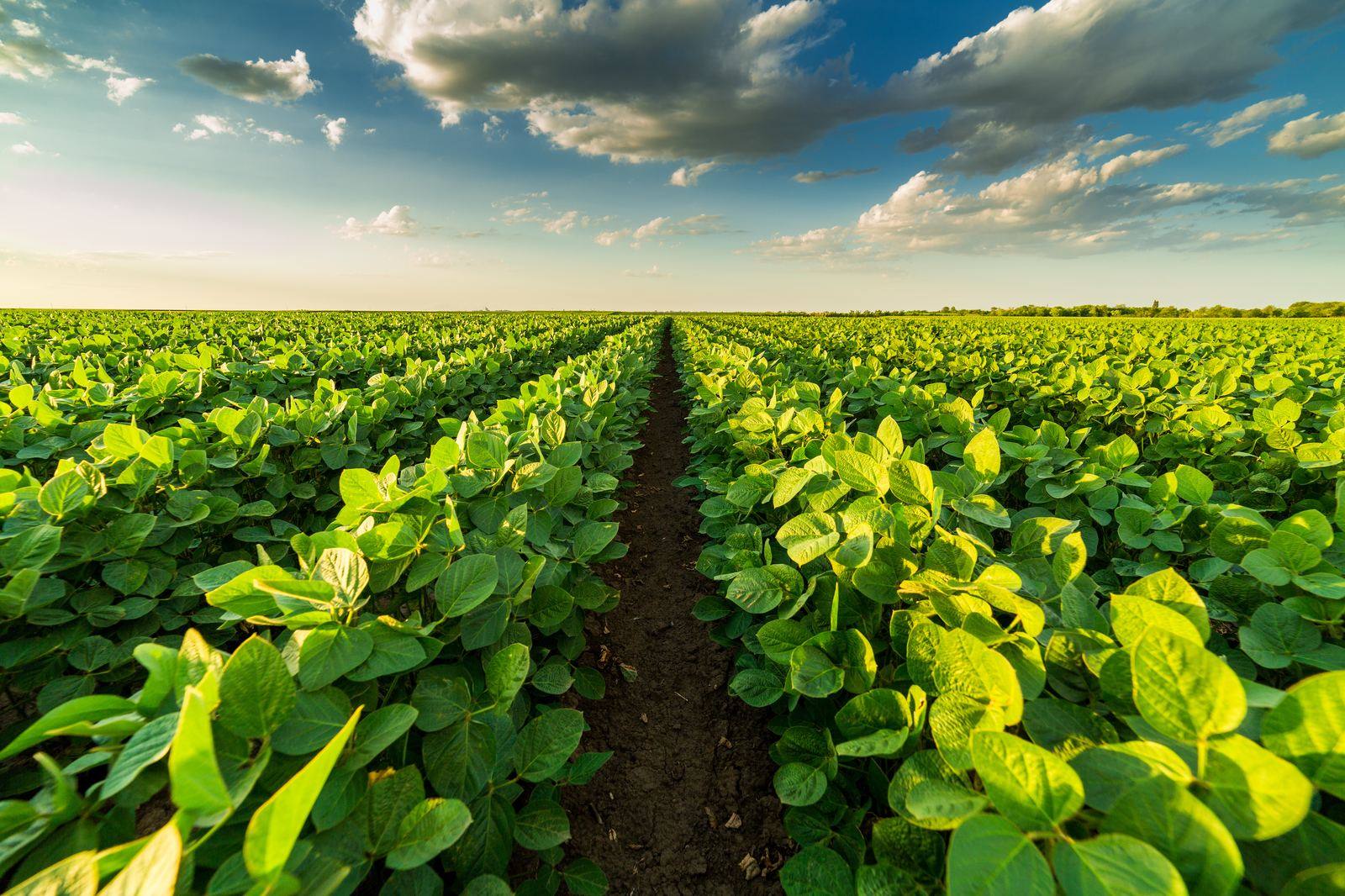 Rows of crops growing under a golden sky on a Golden Ivory farm