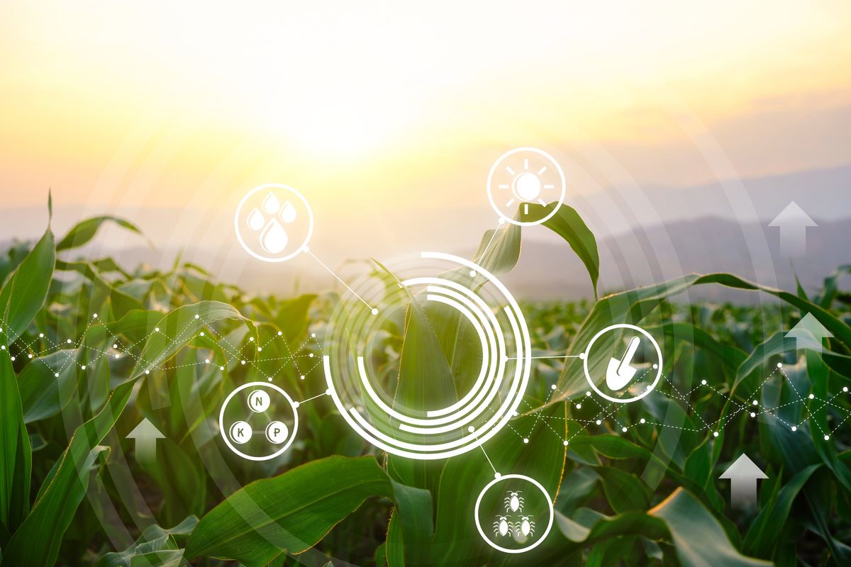 Cornfield with digital monitoring overlay icons