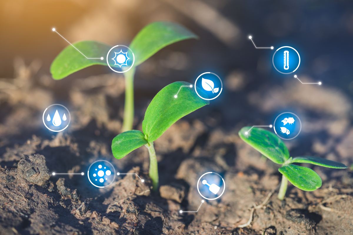 Young seedlings overlaid with digital sensor icons representing smart agriculture