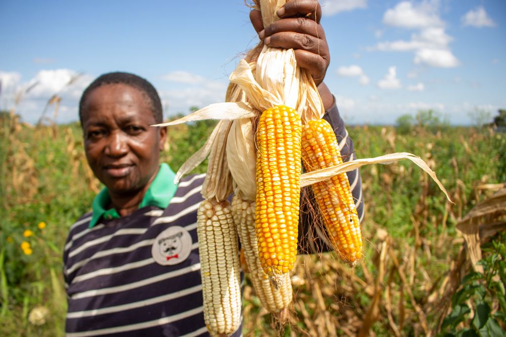 Farmer holding freshly harvested corn