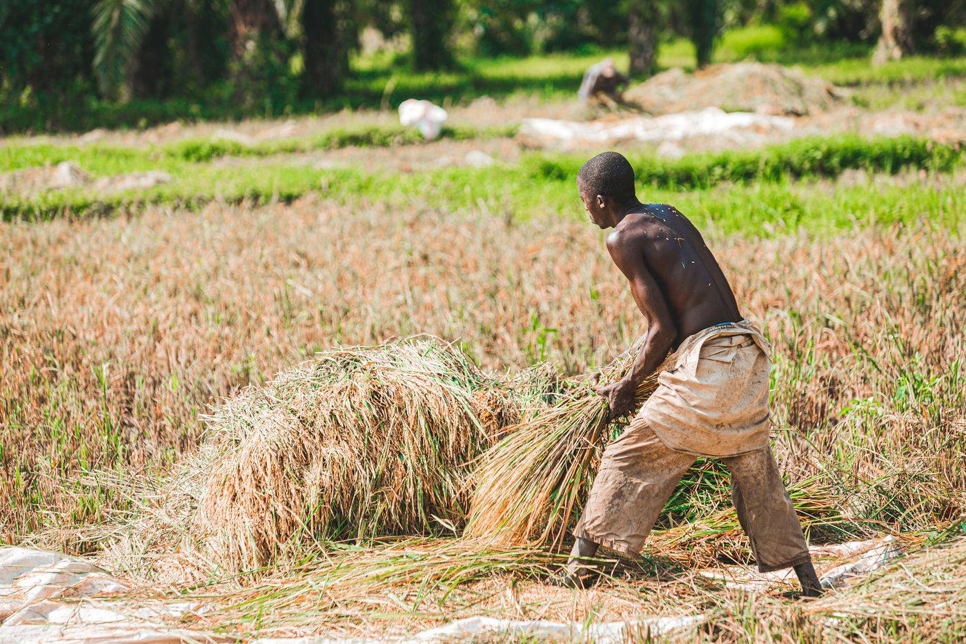 Farm worker harvesting crops by hand