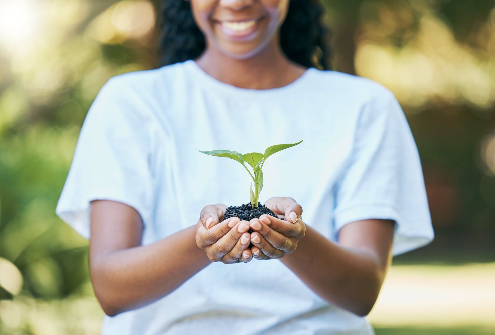 Hands holding a young seedling